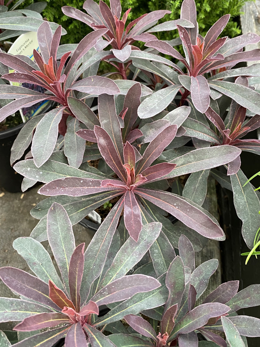 Euphorbia 'Miner's Merlot' 1G